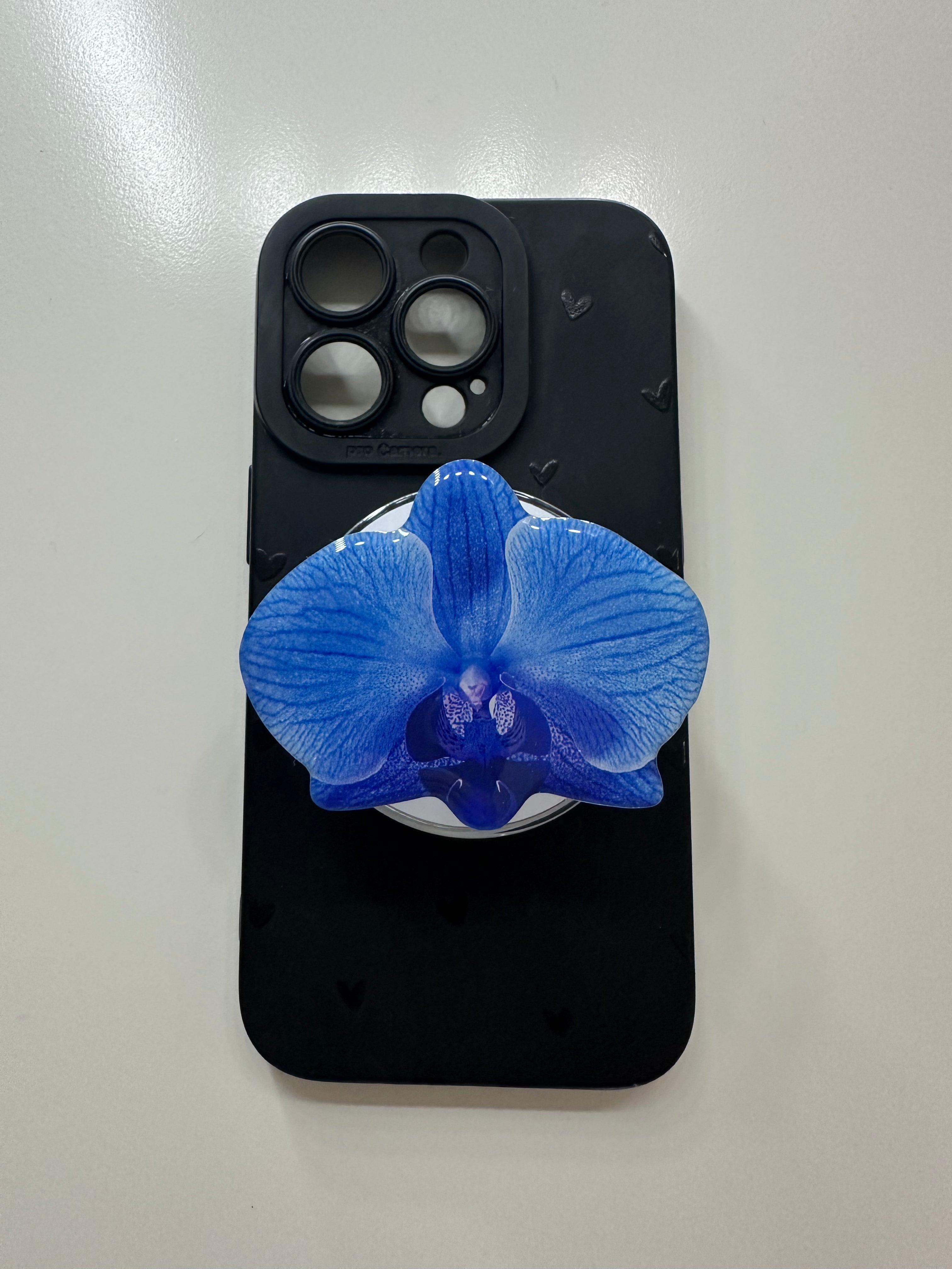 Ocean Orchid