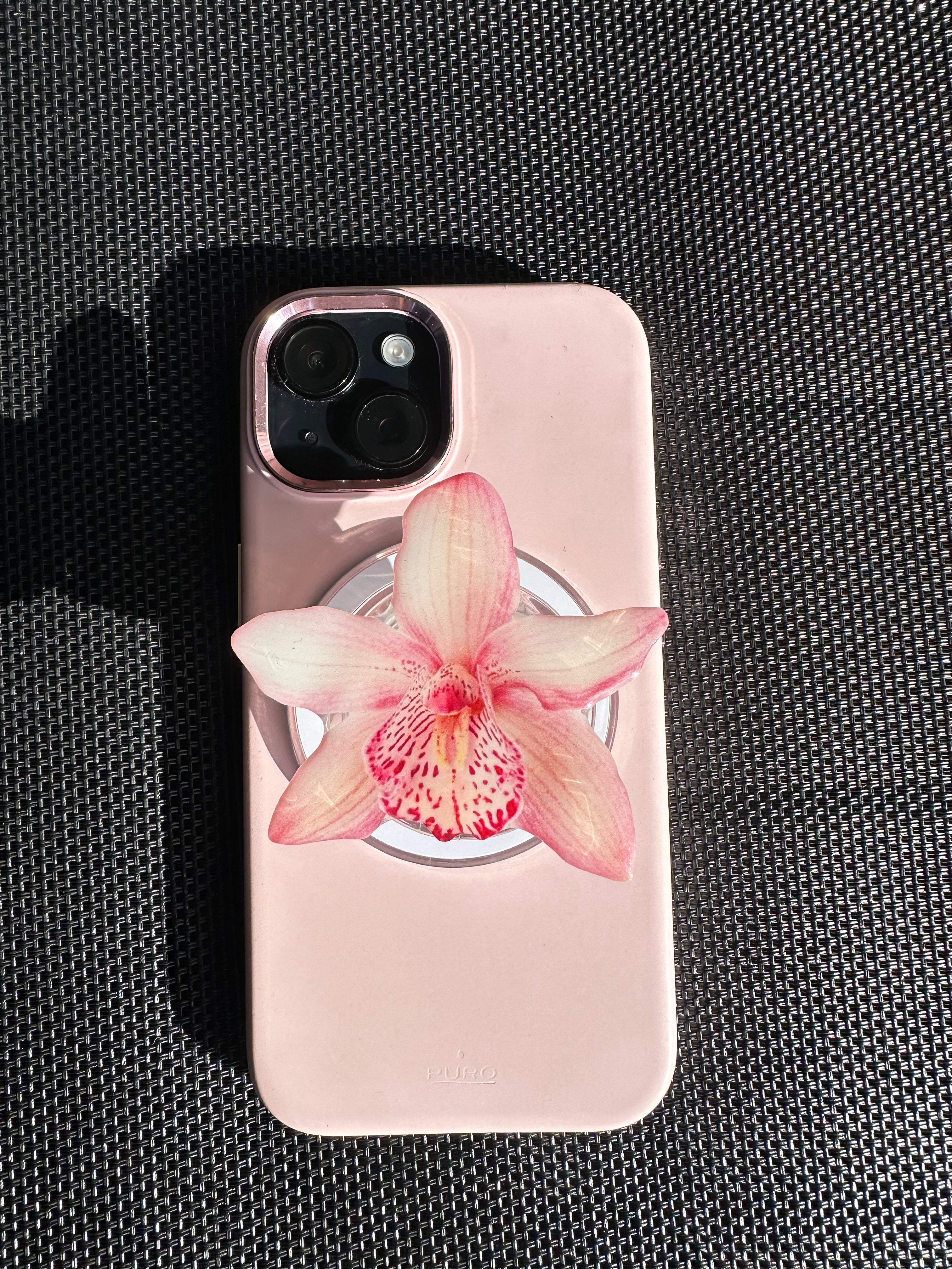 Princess Baby Pink Orchid